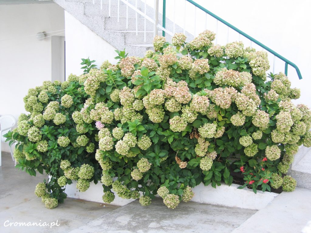 IMG 0017